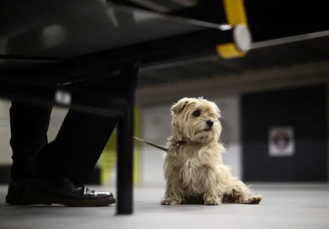 dog on tube