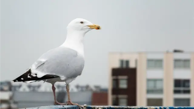 A gull