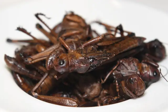 Fried grasshoppers - known as Nsenene