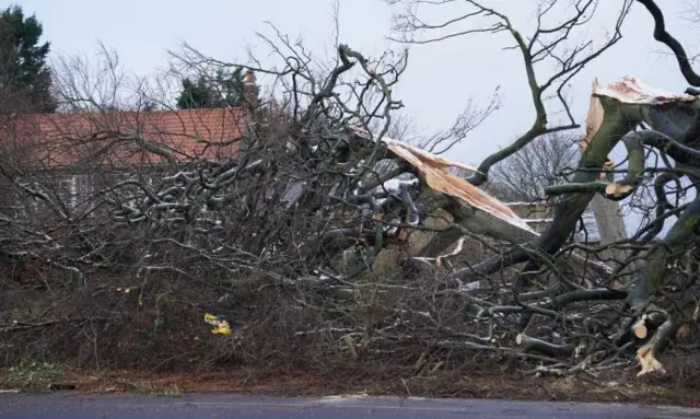 A fallen tree in New York in North Tyneside after Storm Arwen