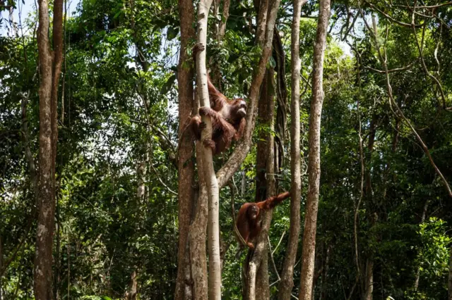 Adult orang-utans climb in trees on Salat Island pre-release site, run by the Borneo Orangutan Survival Foundation (BOSF)