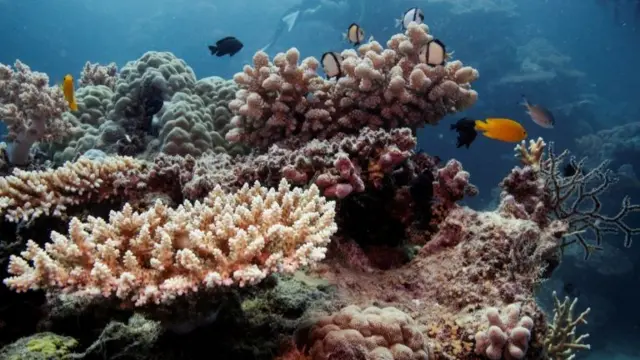 Reef fish swim above recovering coral colonies on the Great Barrier Reef off the coast of Cairns, Australia.