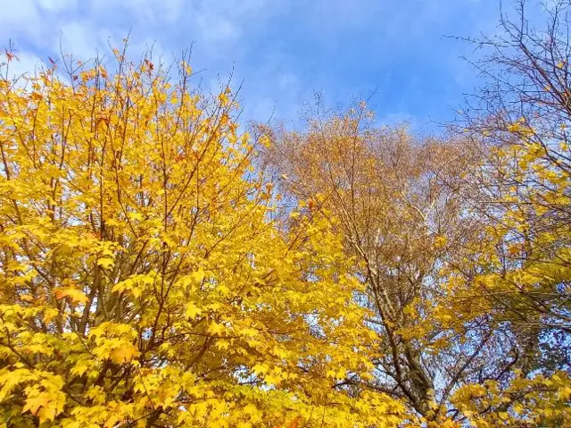 Yellow leaves in Rugby