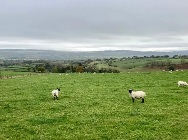 Green fields in Church Stretton