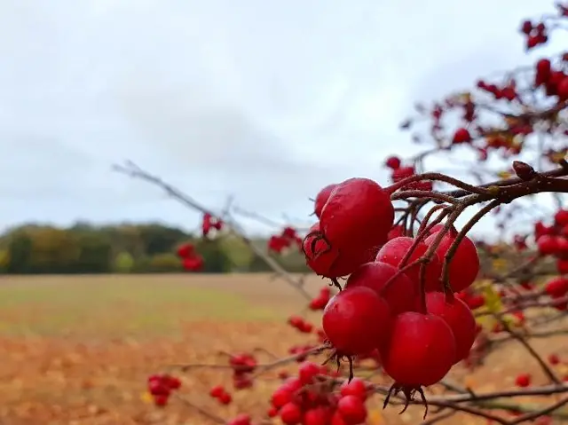 Red berries in Albrighton