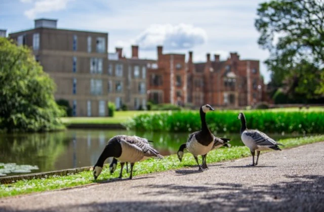 Ducks at the University of York