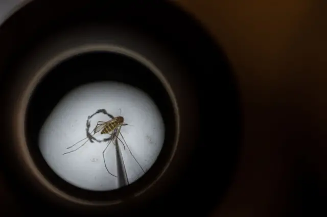 5: Culex pipiens, a common mosquito species, is seen through the microscope of Matthew Vanderpool