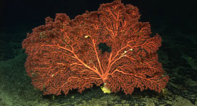 deep sea coral