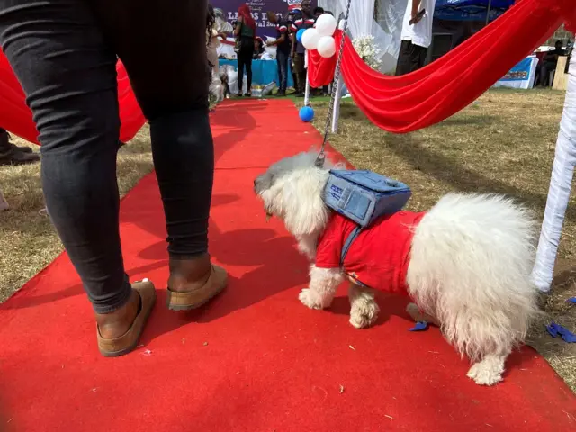 A dog wearing a school bag