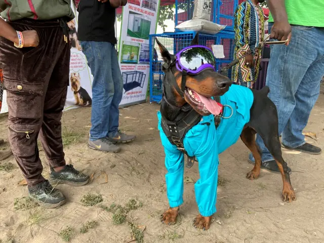 A dog dressed in costume attends the 3rd edition of Lagos Dog Carnival, in Nigeria December 11, 2021