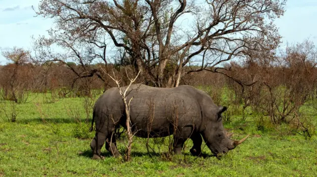 A male white rhinoceros or square-lipped rhinoceros, grazes at the Sabi Sands nature reserve on November 28, 2021 in Mpumalanga, South Africa.