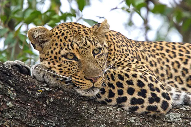 A leopard in a park in Kenya