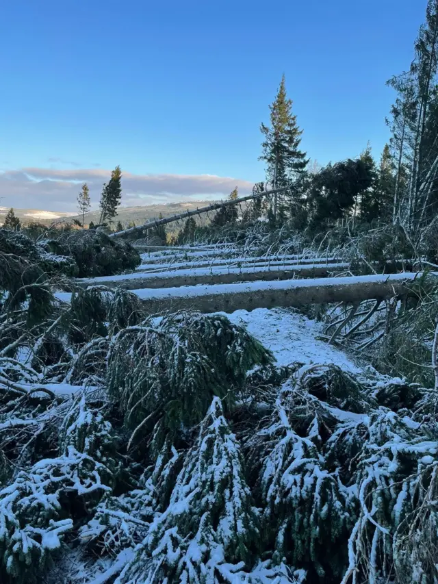 Fallen trees at Kielder following Storm Arwen