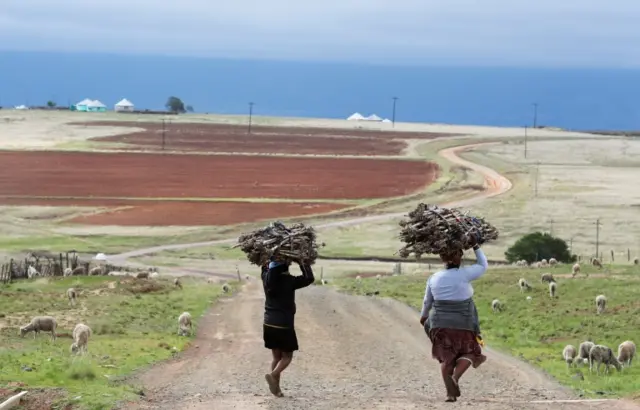 Women walk on a dirt road while carrying firewood on their heads, as the new coronavirus variant, Omicron spreads, in Qumanco village in the eastern cape province of South Africa, November 30, 2021.