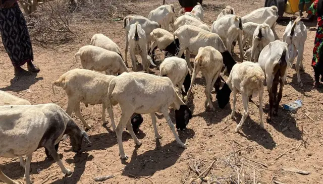 Cattle on arid land