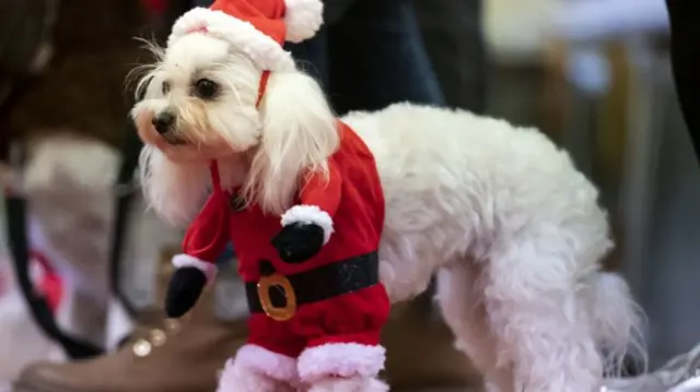 Dog in costume