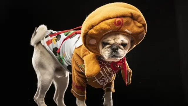 Dog in costume