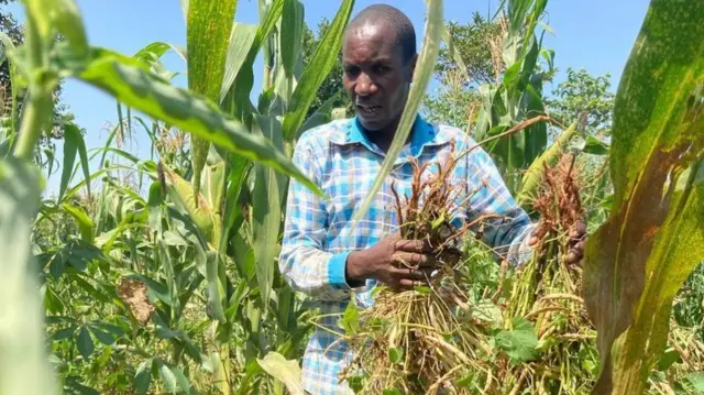 Man picking crops