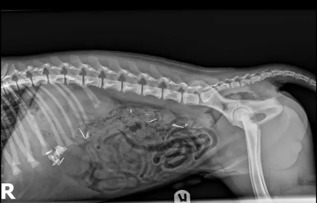 Pieces of razor blades can be seen on the x-ray