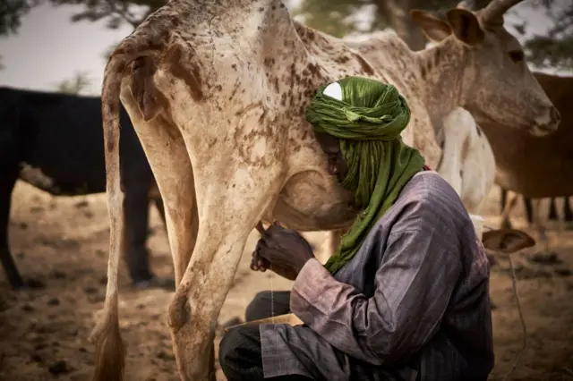 A herder milks a cow on his farm on the outskirts of Sevare, central Mali in March .