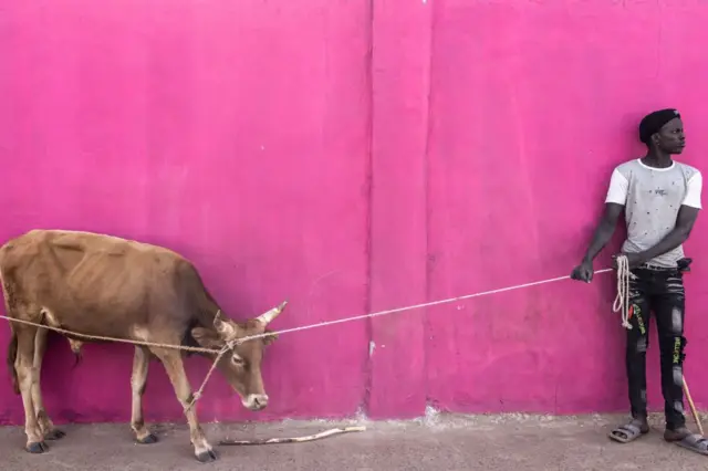 A man stands in line with his cow to take a ferry across the Gambia River on 9 December.