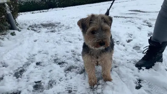 Dog in the snow at Highley, Shropshire