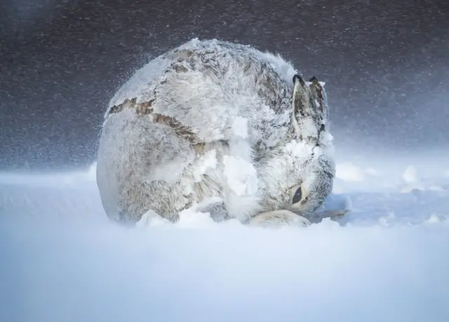 Mountain hare