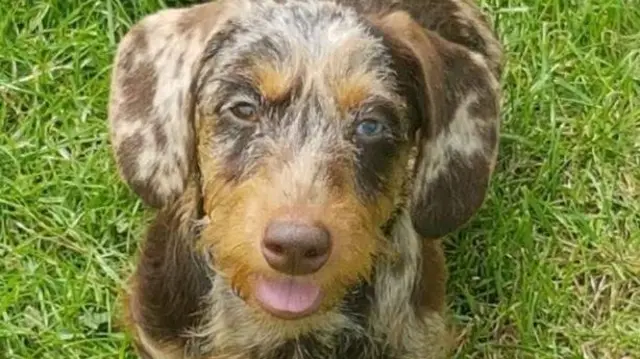 Stolen dachshund