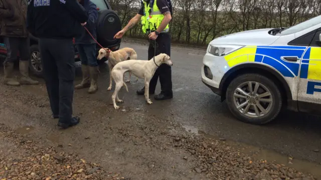 Dogs being confiscated