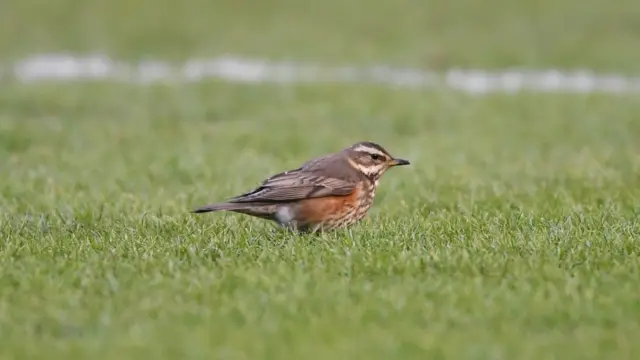 A bird at Pittodrie