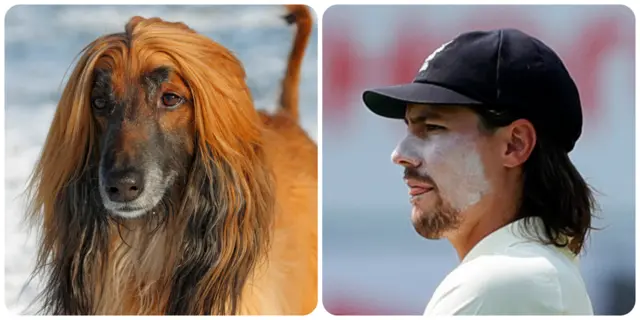 Afghan hound and Rory Burns