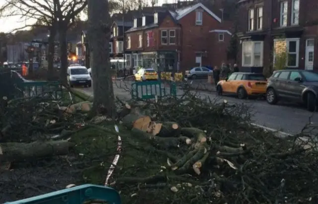 Trees along Rustlings Road in Sheffield