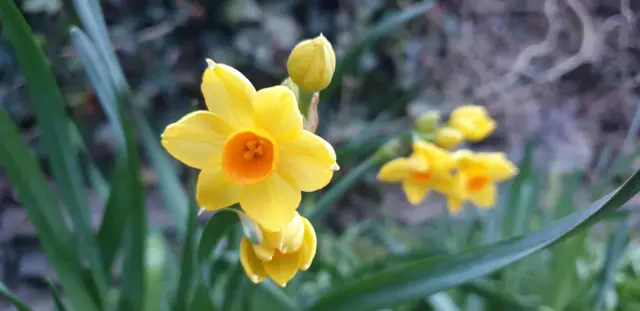 Daffodil in Cropwell Butler