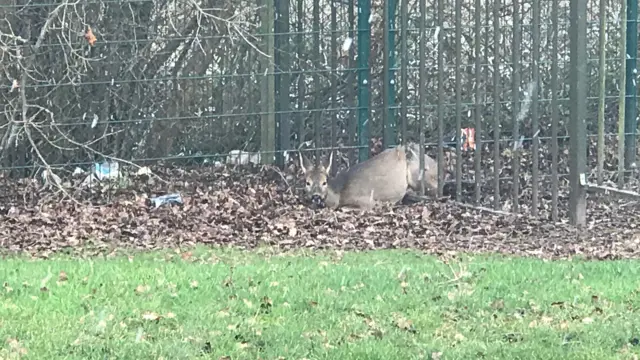 The deer in the railings