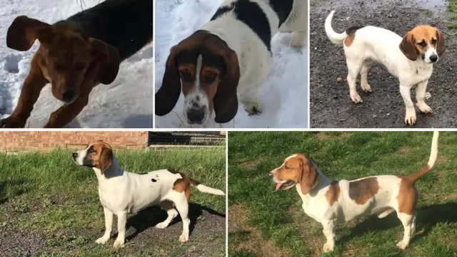 Stolen basset hounds