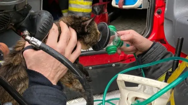 A cat being given oxygen