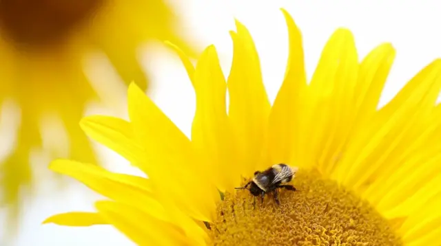 Bee on flower