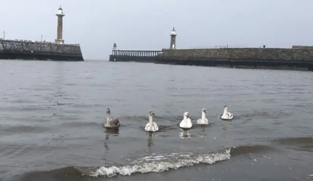 Swans at Whitby beach