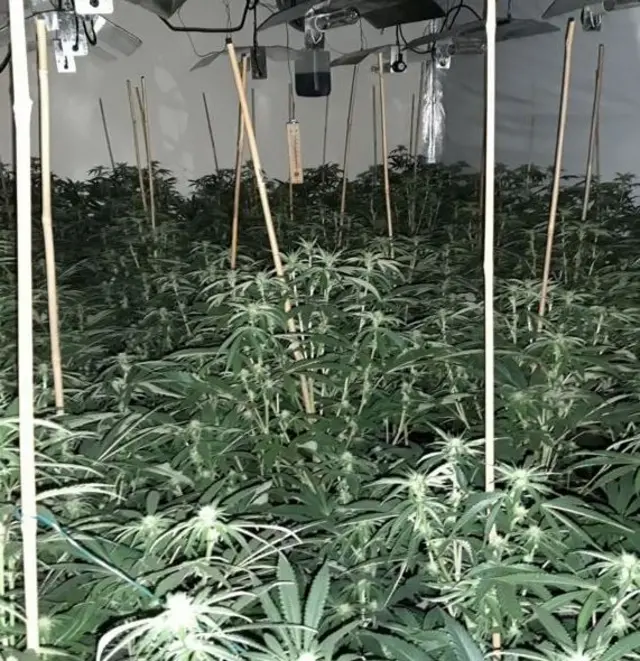 Cannabis plants found in Billingham