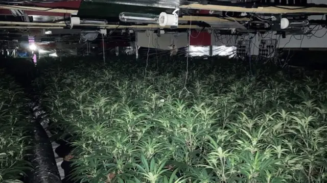 Cannabis farm in Wakefield