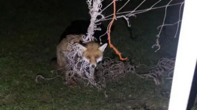 Young female fox trapped in football net on Beacon Field, in Barrow-Upon-Soar