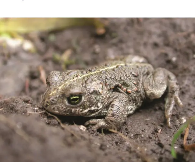 Natterjack toad