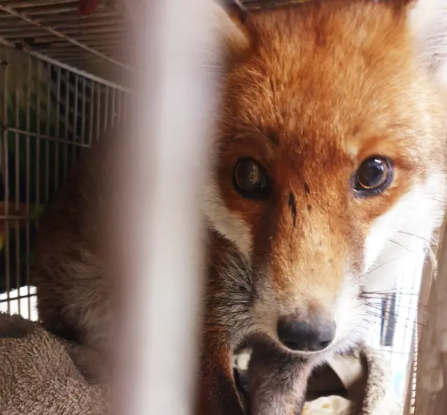 Female fox cut free from football goal net at vets in Loughborough, Leicestershire