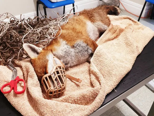 Female fox cut free from football goal net at vets in Loughborough, Leicestershire