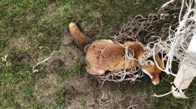 Young female fox trapped in football net on Beacon Field, in Barrow-Upon-Soar