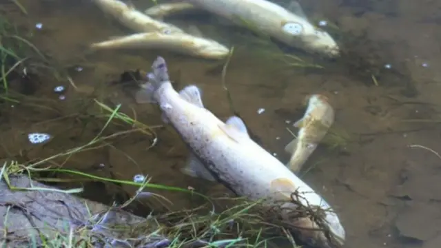 There is an average of three farm pollution incidents a week in Wales, the Welsh Government says