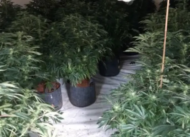 Cannabis plants