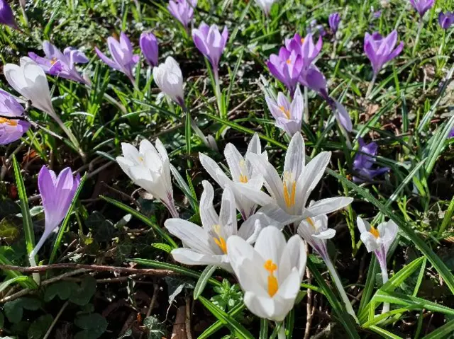 Flowers in Wolverhampton