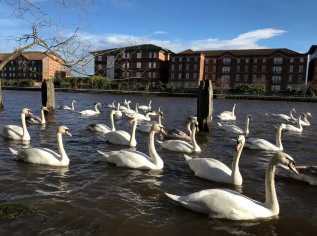 Swan back on the River Tees