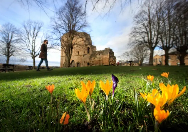 Crocuses in bloom at Knaresborough Castle in Yorkshire